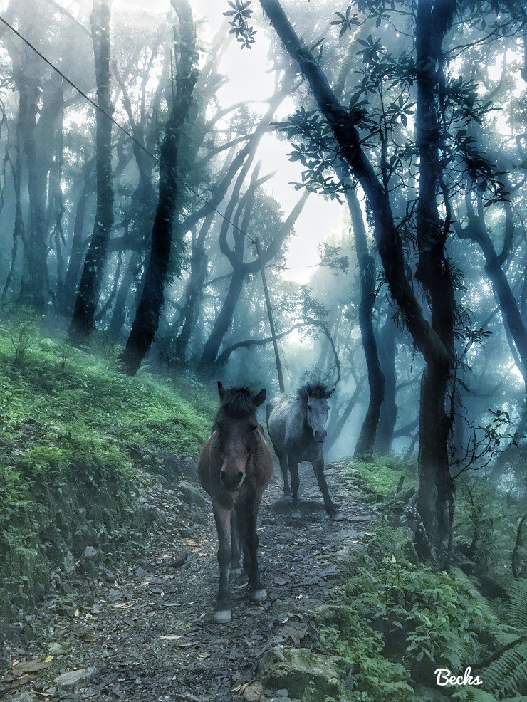 23675574328_0c65727e7f_o