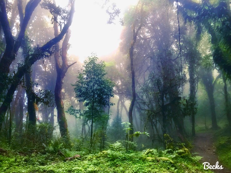 37269516860_3d0e993404_o